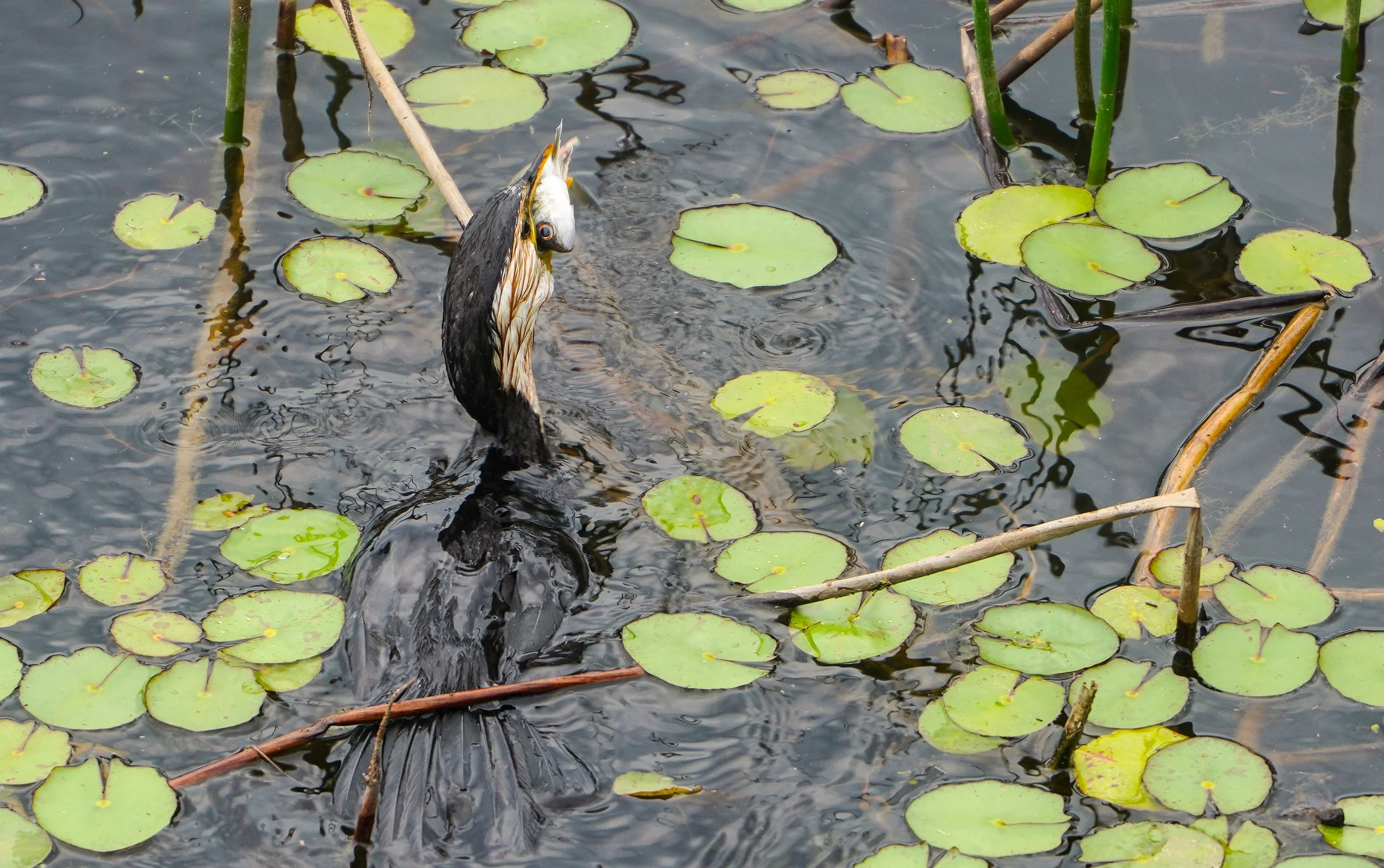 Little Pied Cormorant (Microcarbo melanoleucos)