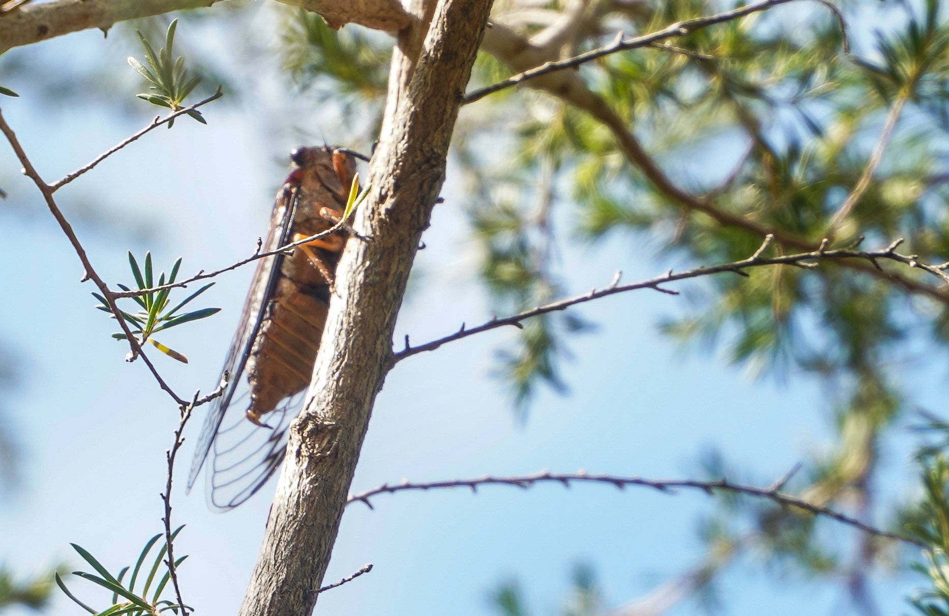 Black Prince Cicada (Psaltoda plaga)