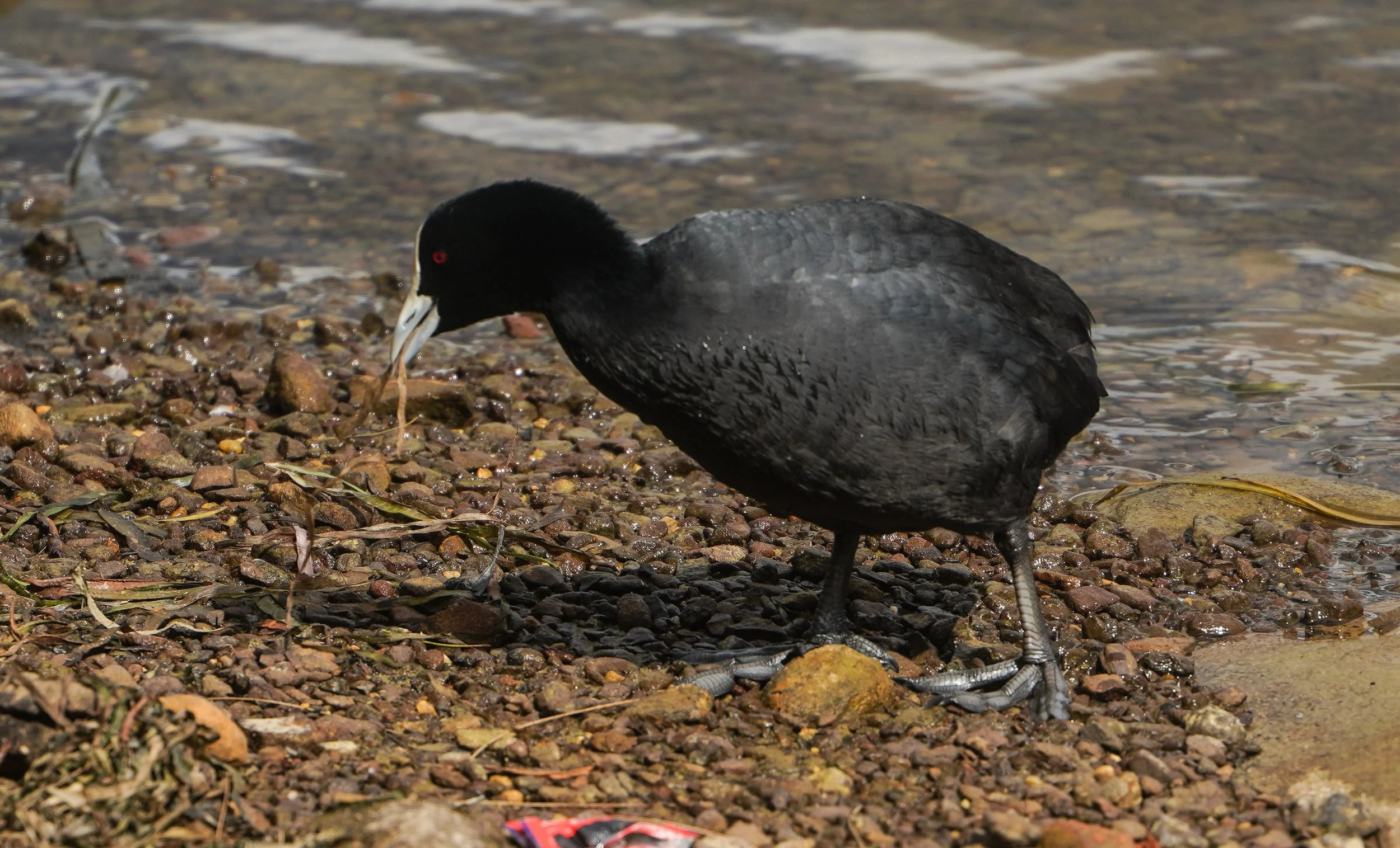 Eurasian coot (Fulica atra)