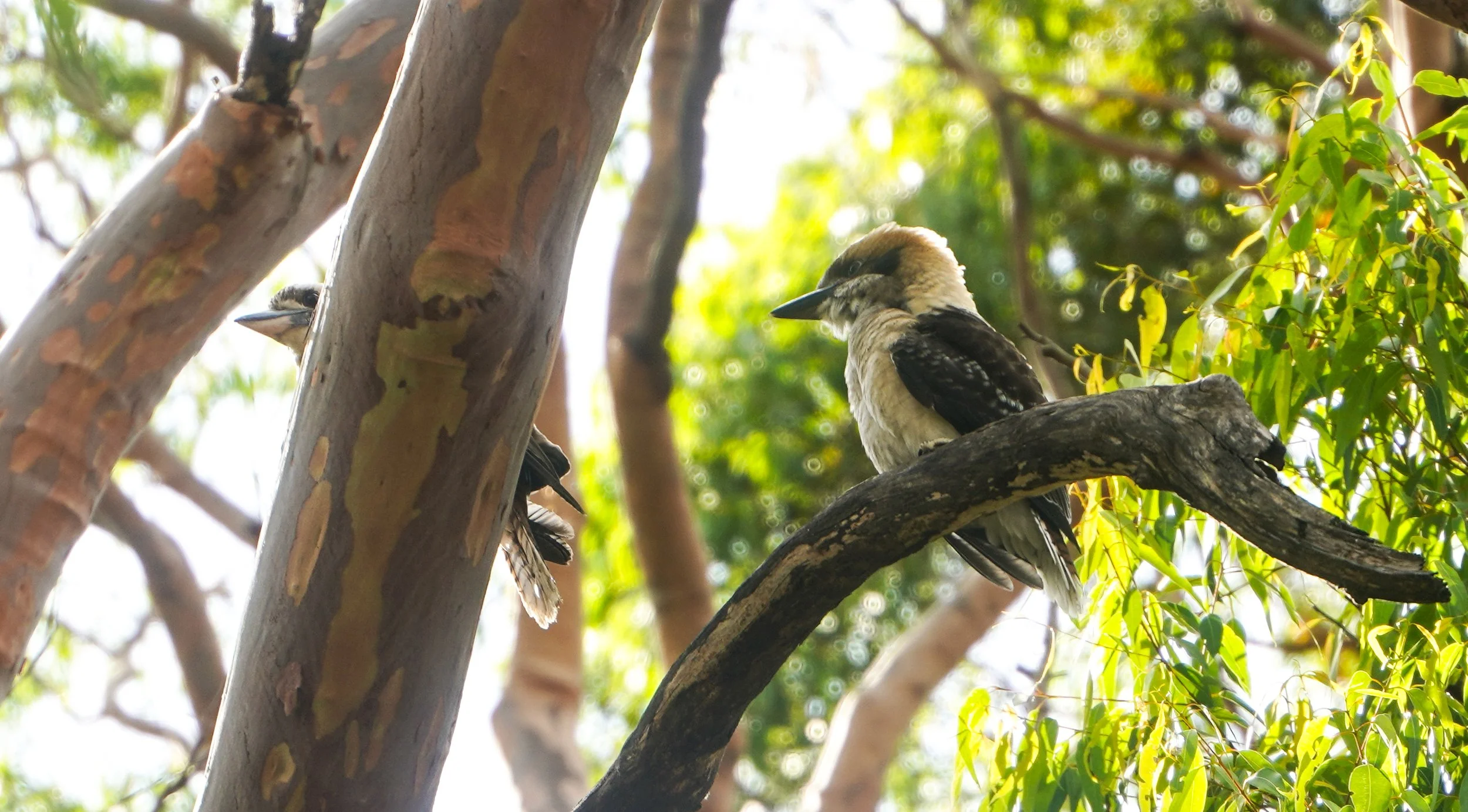 Laughing Kookaburra (Dacelo novaeguineae)