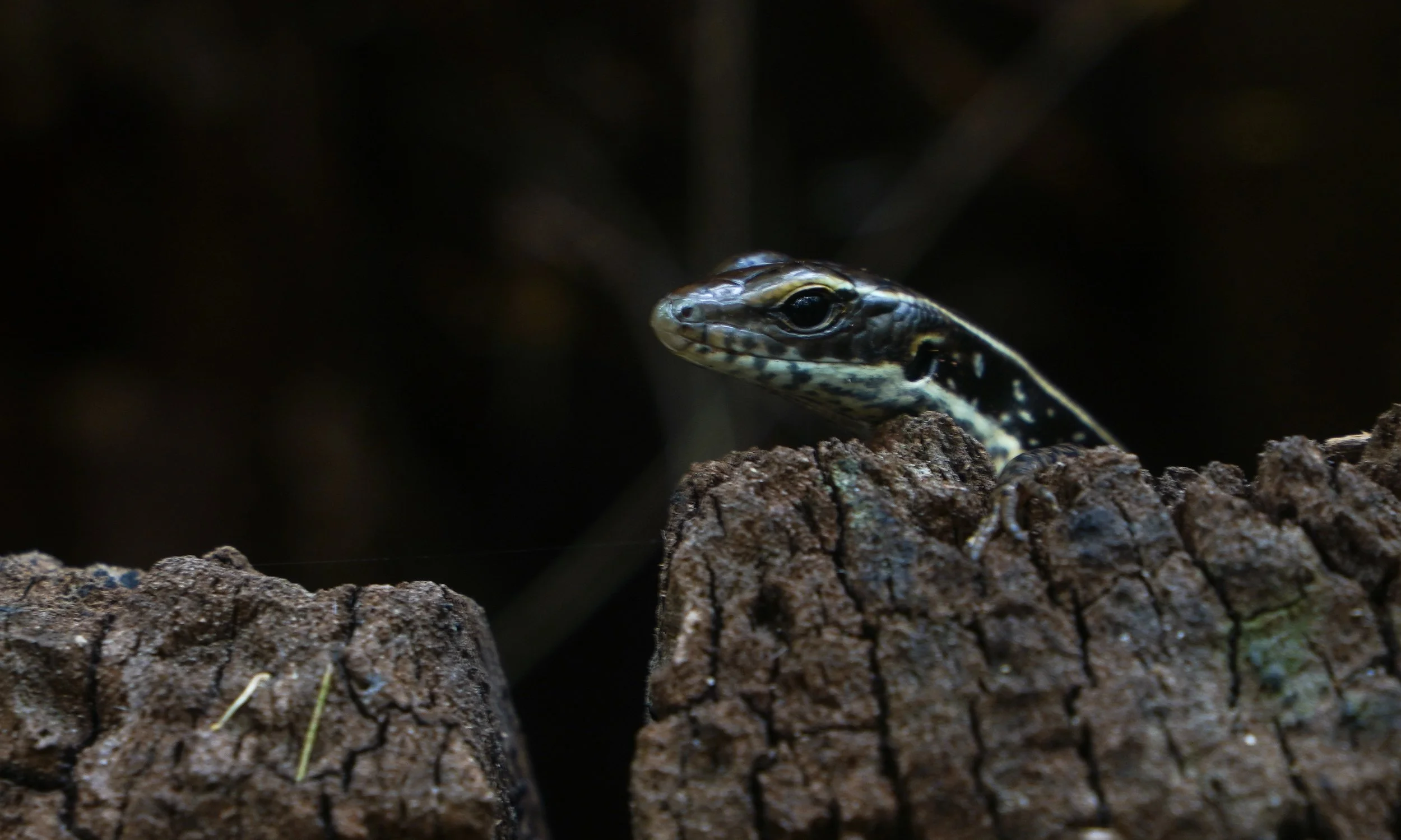 Eastern Water Skink (Eulamprus quoyii)