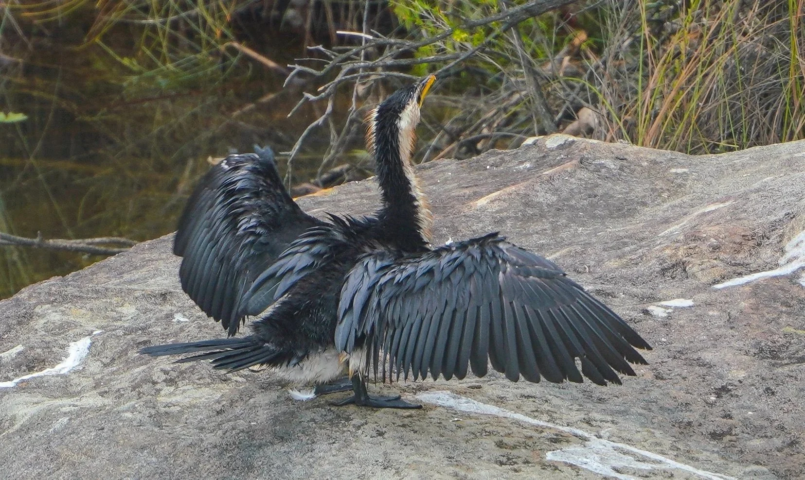 Little Pied Cormorant (Microcarbo melanoleucos)