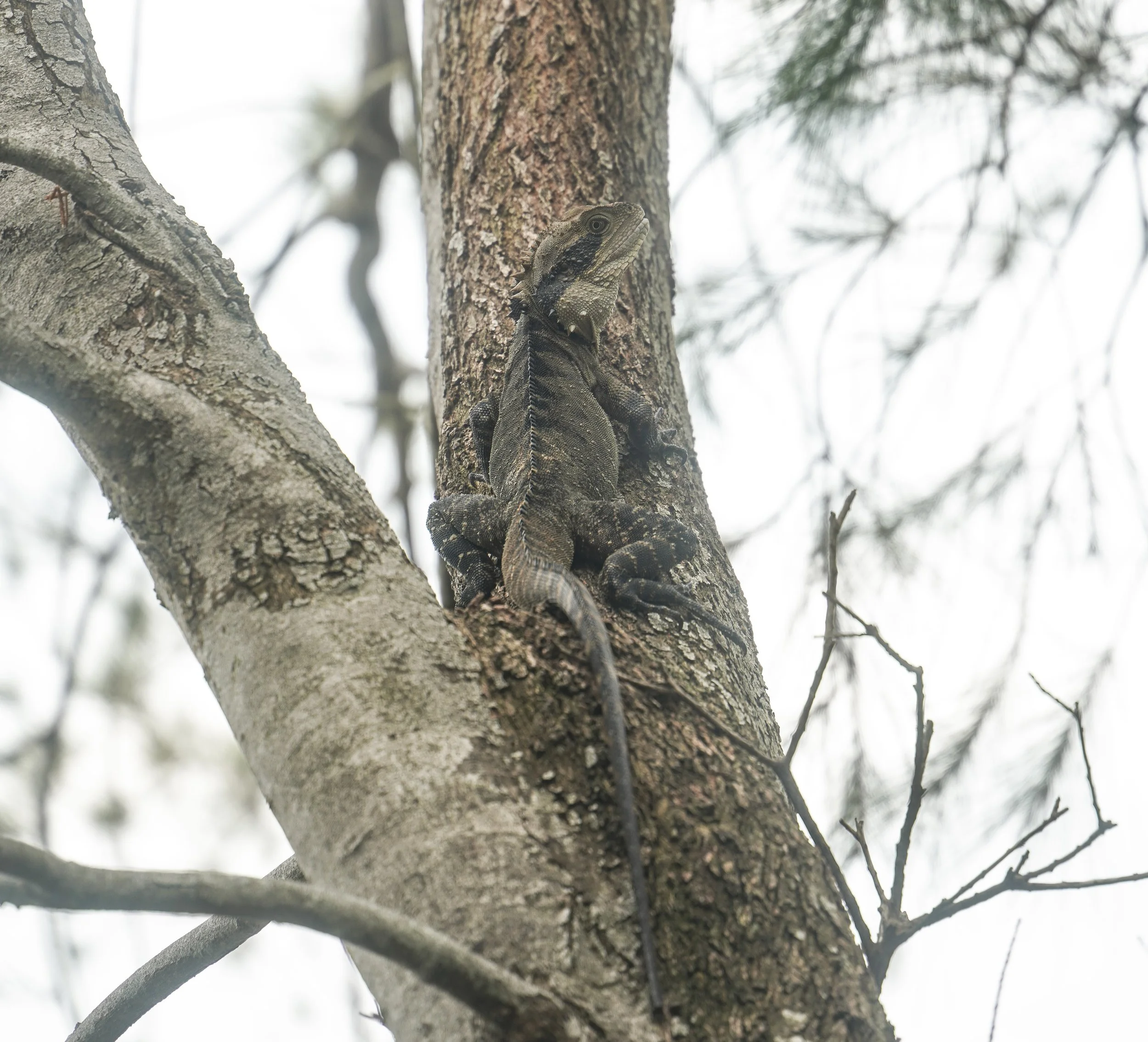 Australian Water Dragon (Intellagama lesueurii)