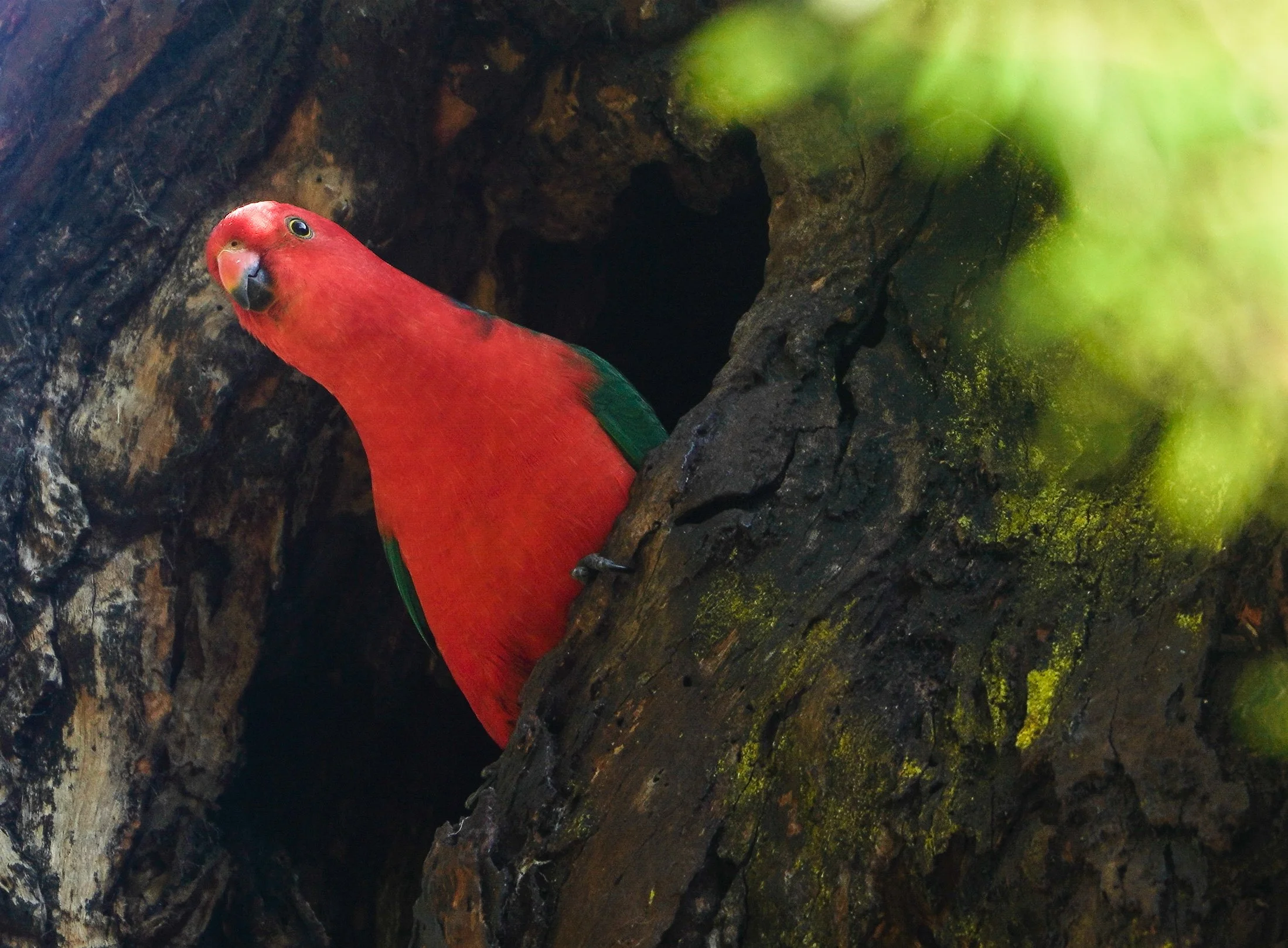 Australian King Parrot (Alisterus scapularis)
