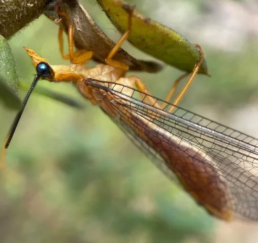 Close-up of a dragonfly emerging from its nymph exoskeleton on a green plant stem.