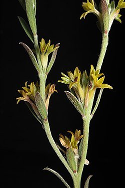 Pimelea_curviflora_var._sericea.jpg