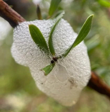 A bubble nest with green leaves and a tiny frog inside, on a tree branch.