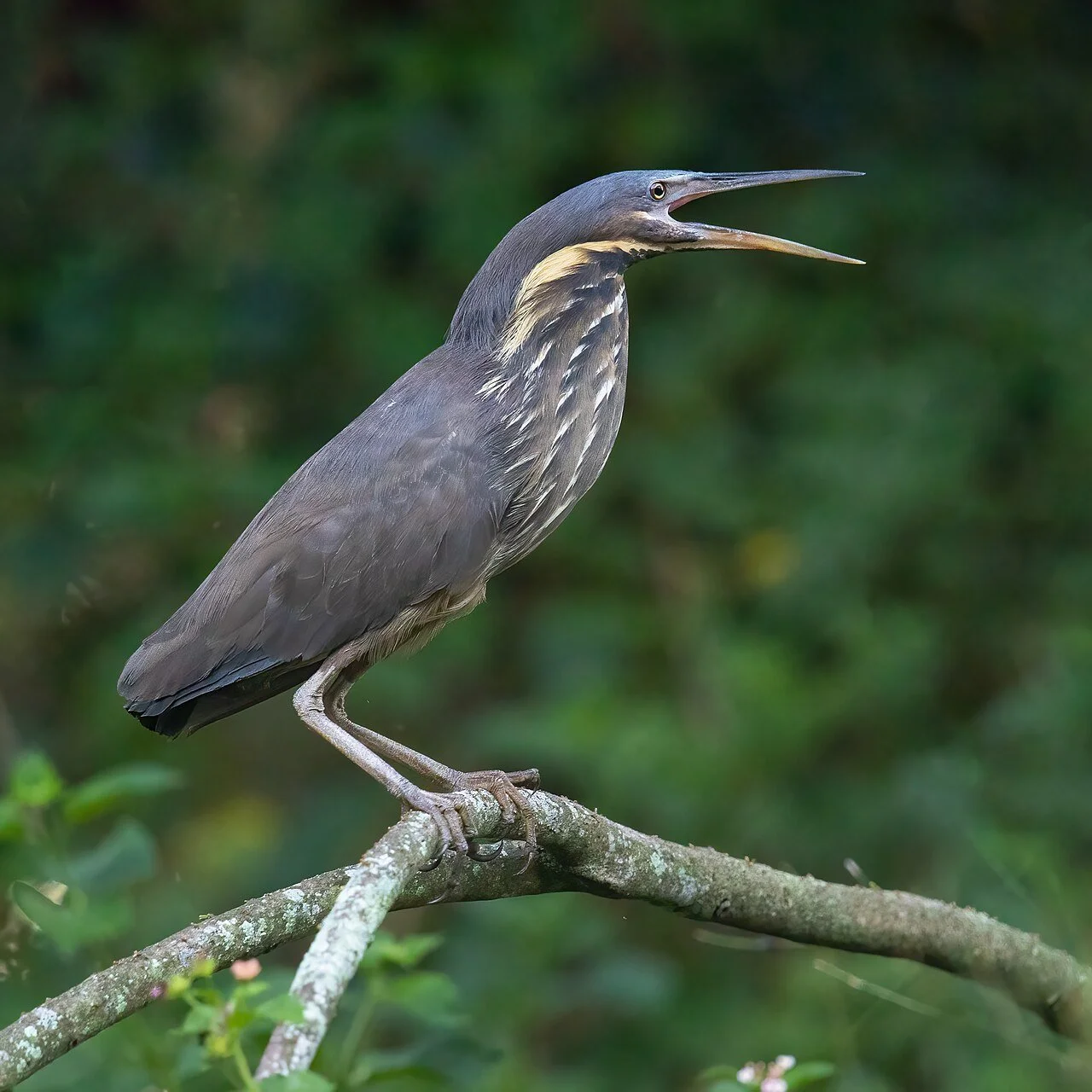 Black_Bittern-_Warriewood_Wetlands.jpg
