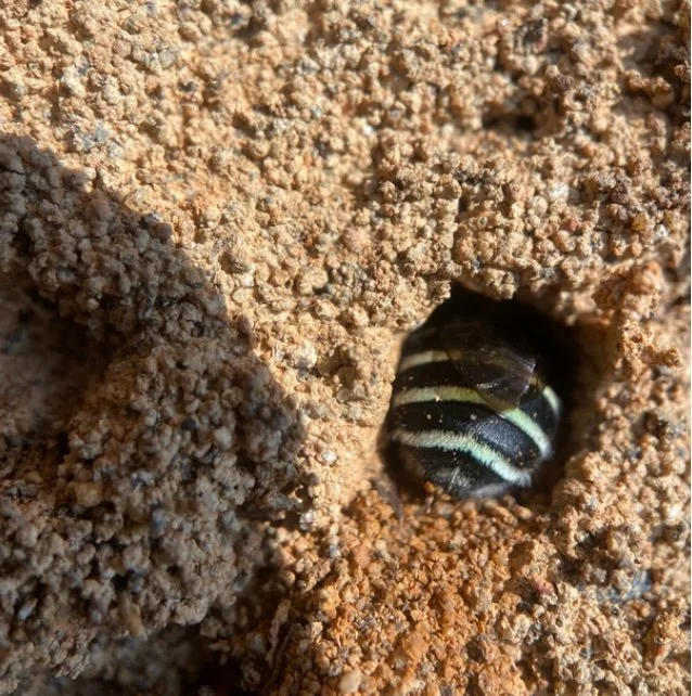 A close-up of a bee entering a burrow in the dirt.