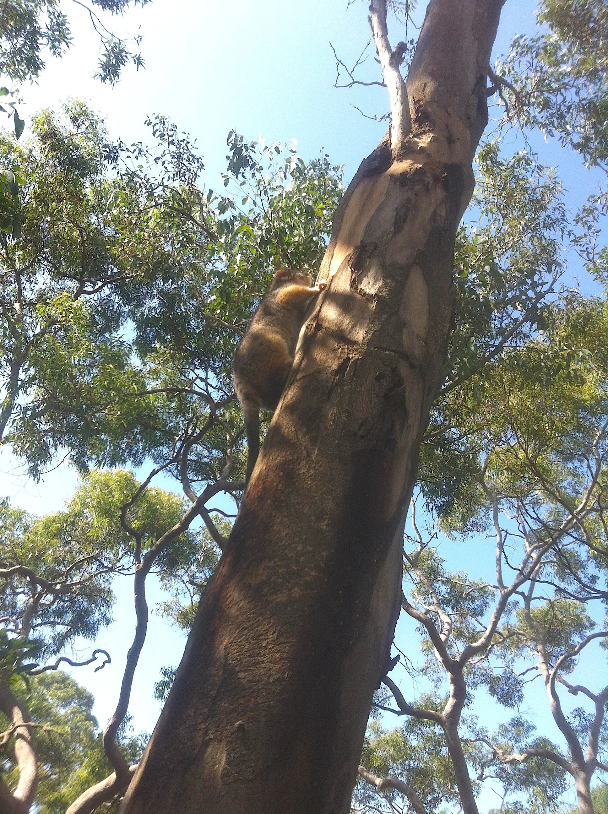 A koala climbing up a tall eucalyptus tree in a forest with green leaves and a blue sky.