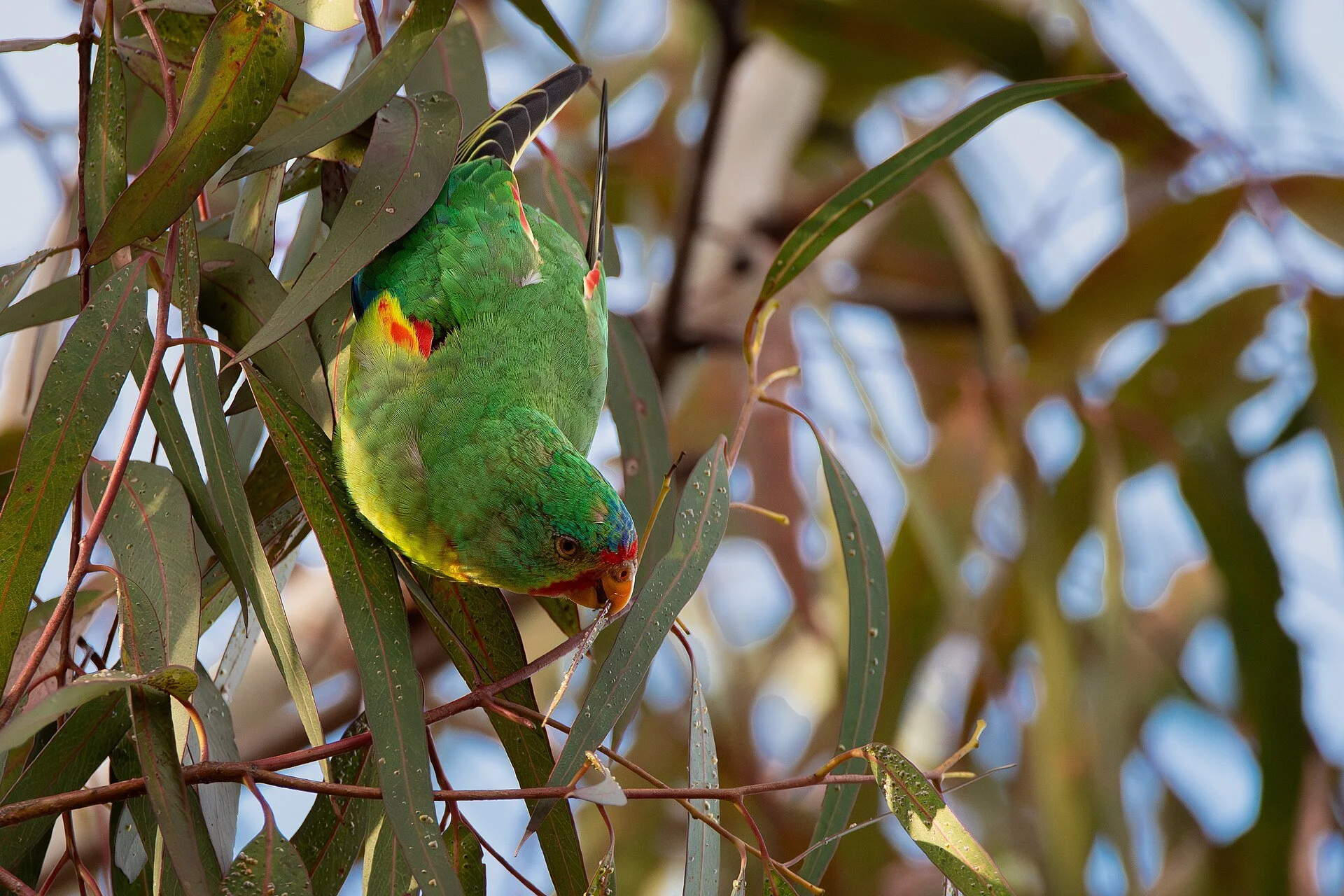 Swift_Parrot_eating_Lerp.jpg