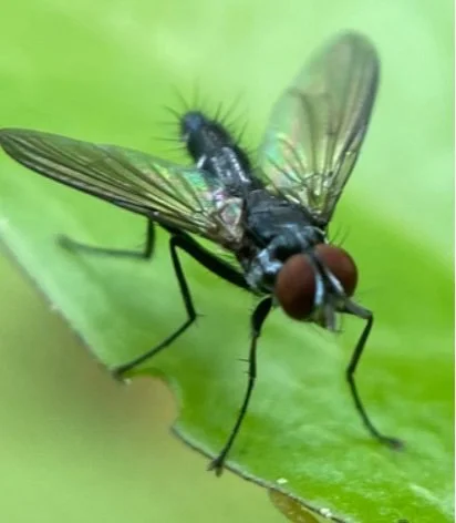 Close-up of a fly resting on a green leaf.