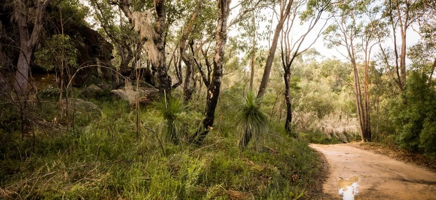 duffys-forest_0.jpg