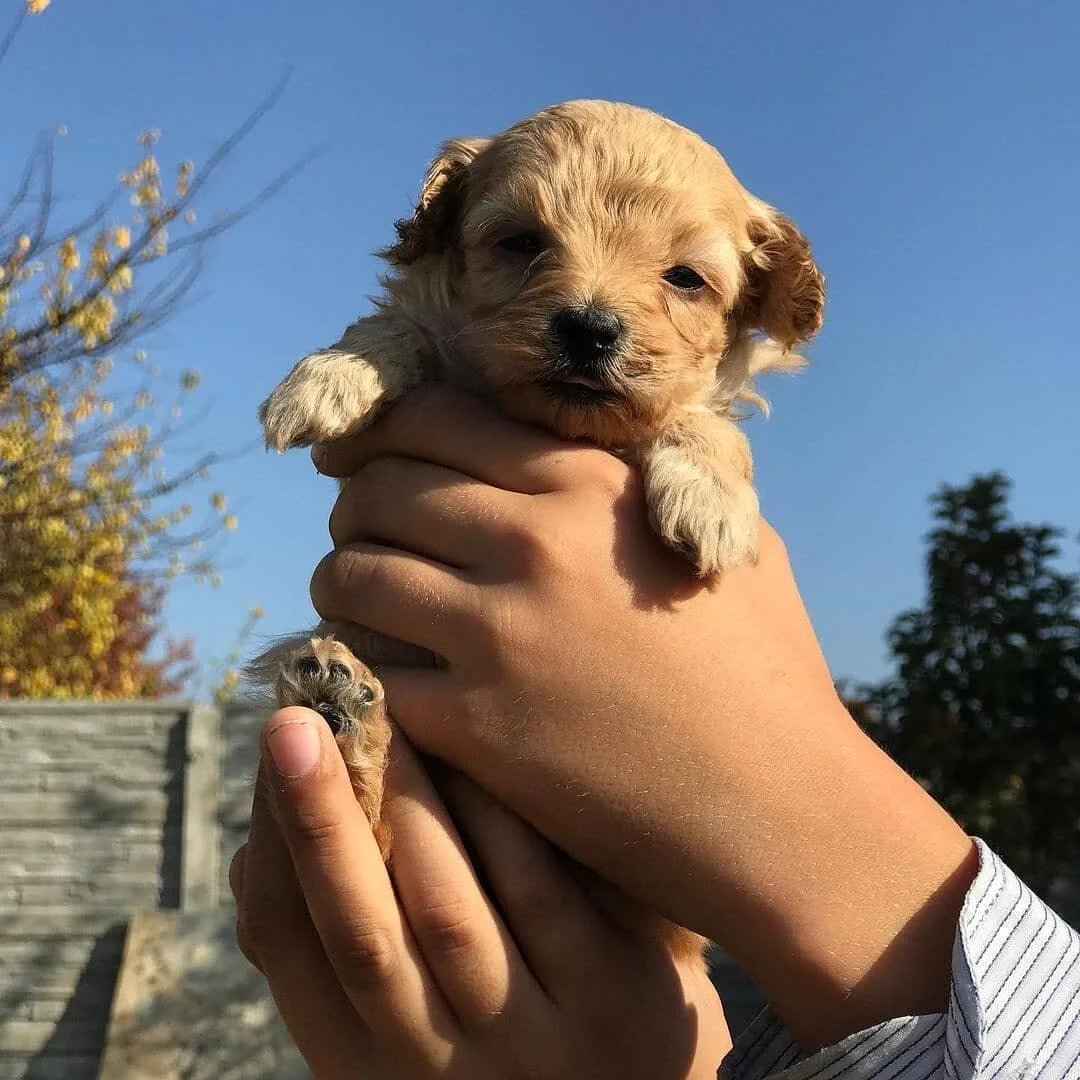 Teacup Maltipoo Puppies teacup-maltipoo-puppies