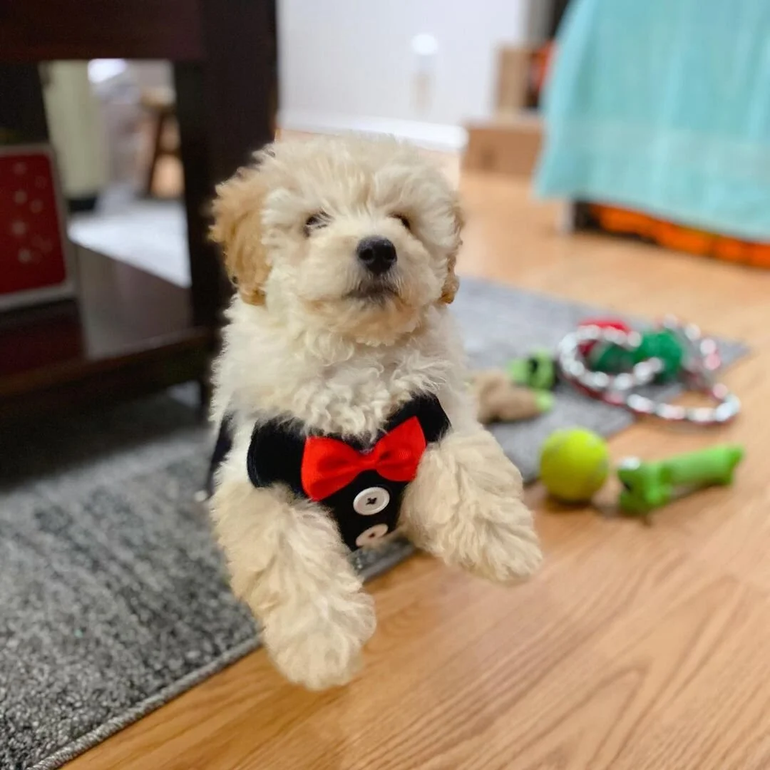 Teacup Maltipoo For Sale Teacup Maltipoo Puppies For Sale Near Me