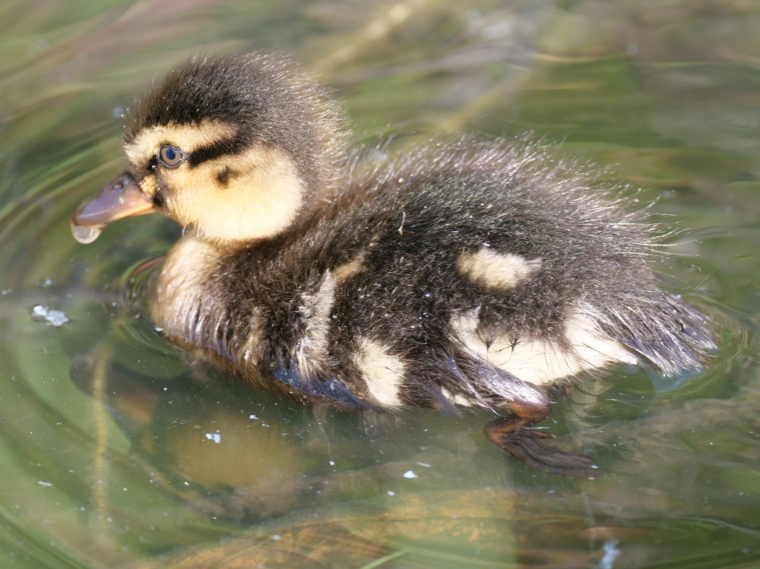 Duckling