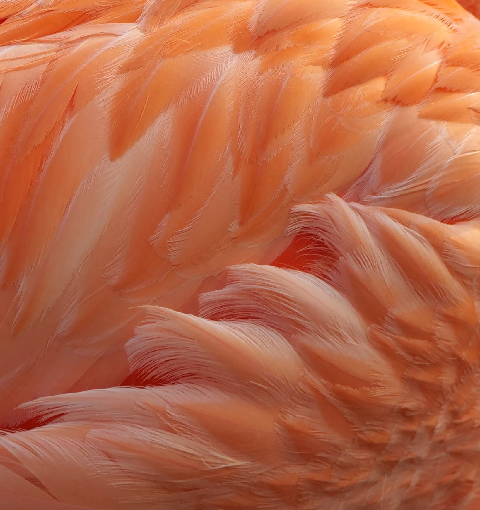Flamingo feathers