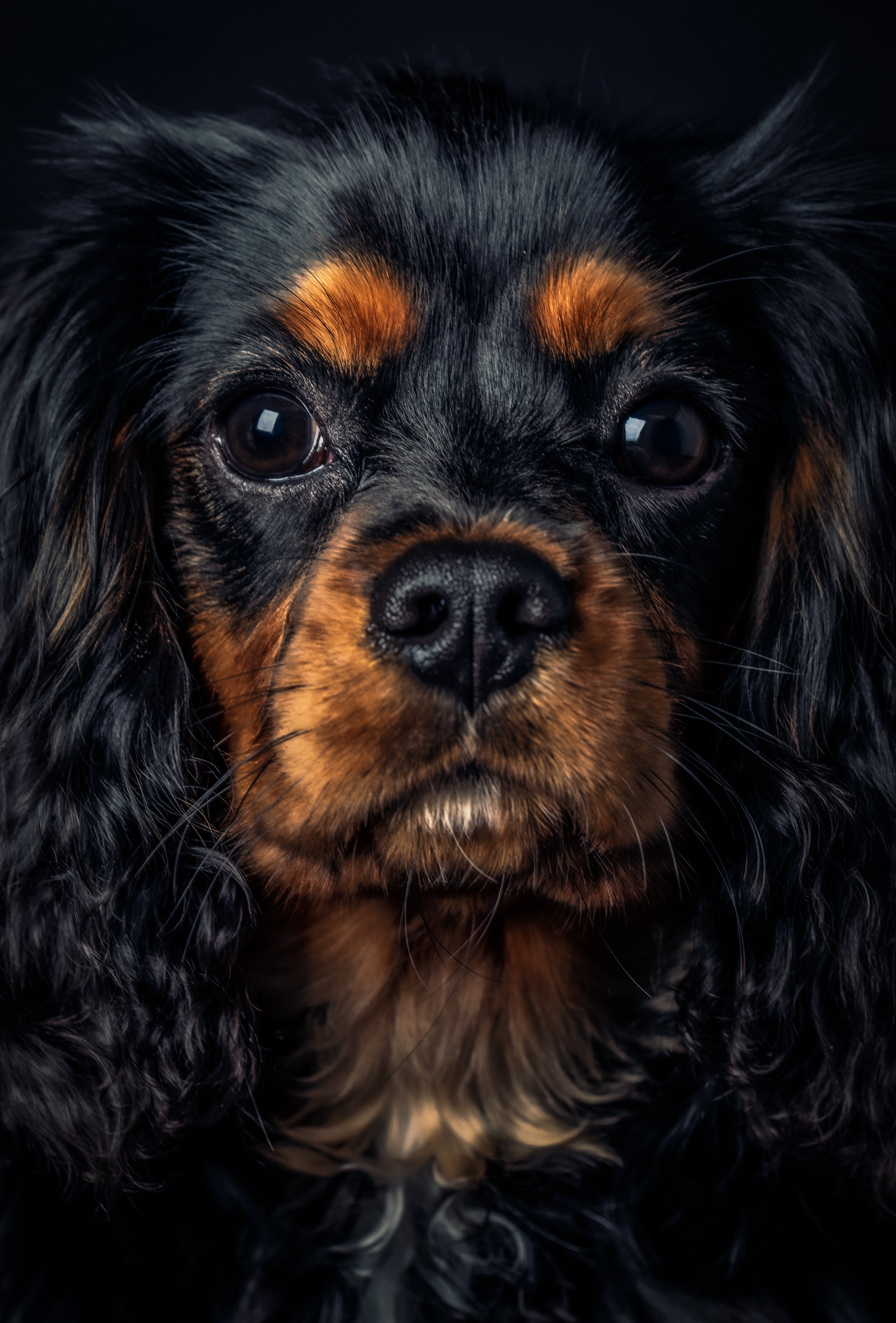 King Charles Spaniel.jpeg