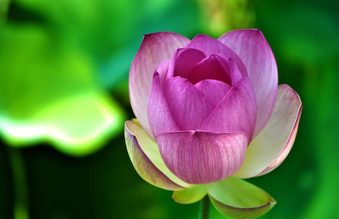 flower 2.jpg