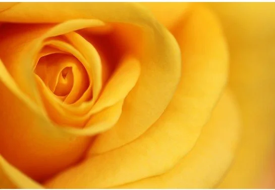 yellow rose.jpg