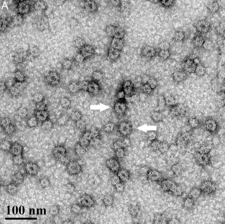 Ball JP, Springer MJ, Ni Y, Finger-Baker I, Martinez J, Hahn J, Suber JF, DiMarco AV, Talton JD, Cobb RR. Intranasal delivery of a bivalent norovirus vaccine formulated in an in situ gelling dry powder. PLOS One (2017)