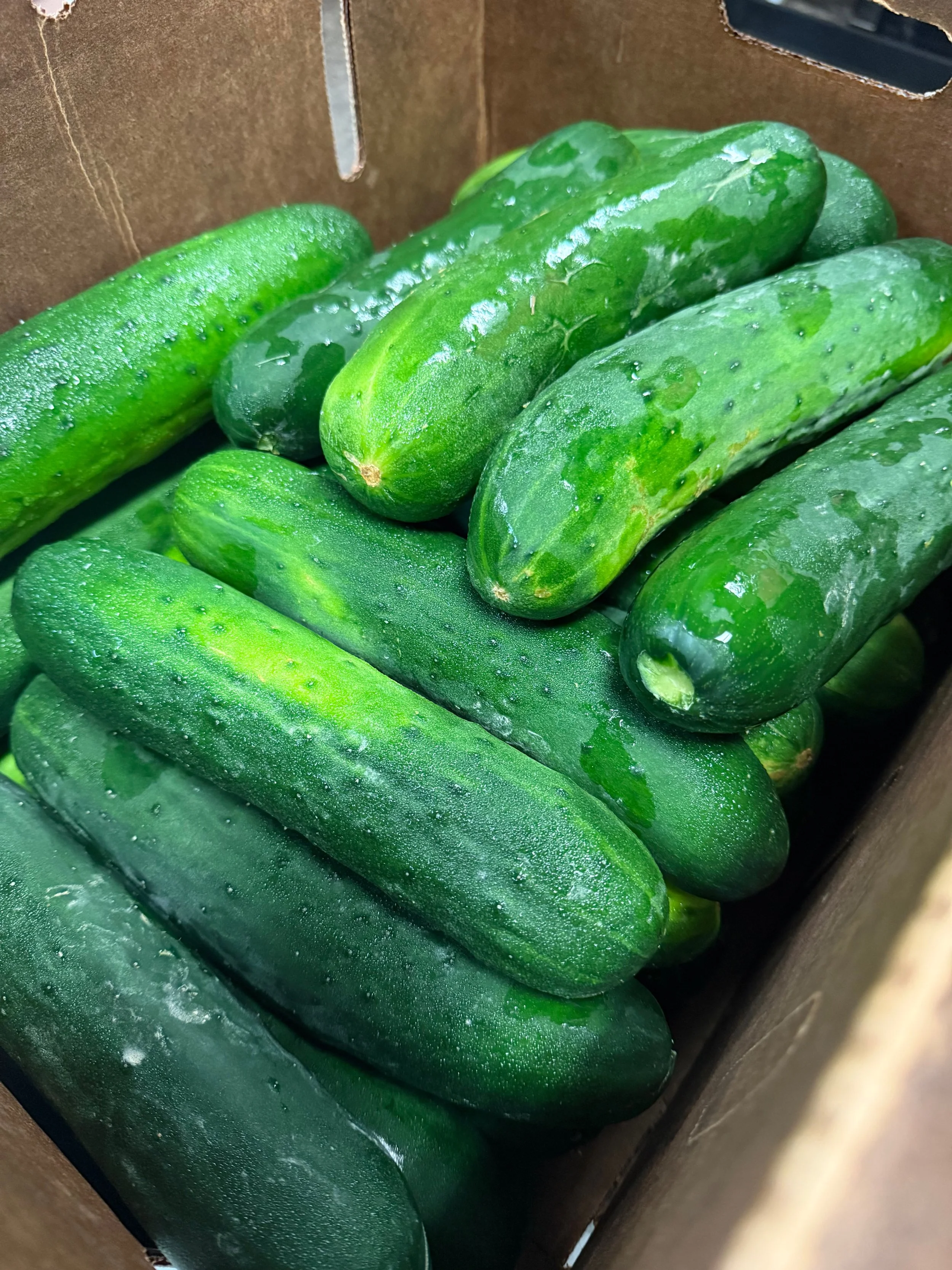 Fresh cucumbers with water droplets in a cardboard box.