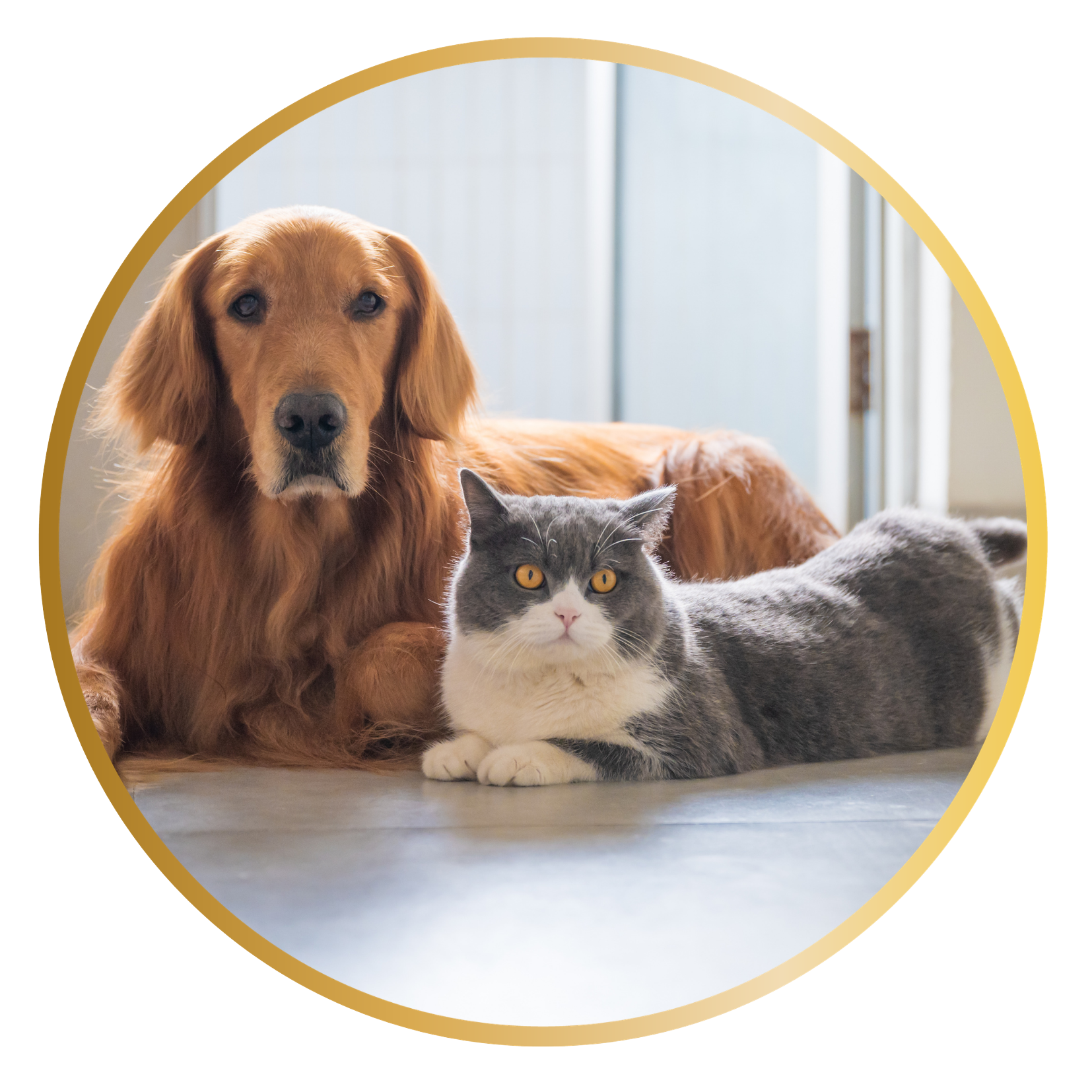 A golden retriever dog lying on the floor with a gray and white domestic short-haired cat resting on the floor in front of it.