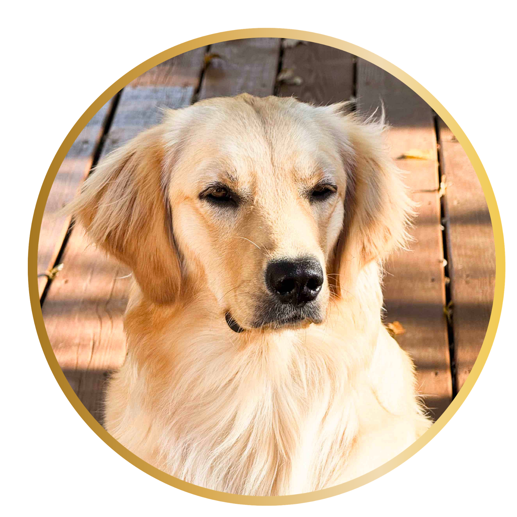 Golden retriever dog lying on wooden deck outdoors.