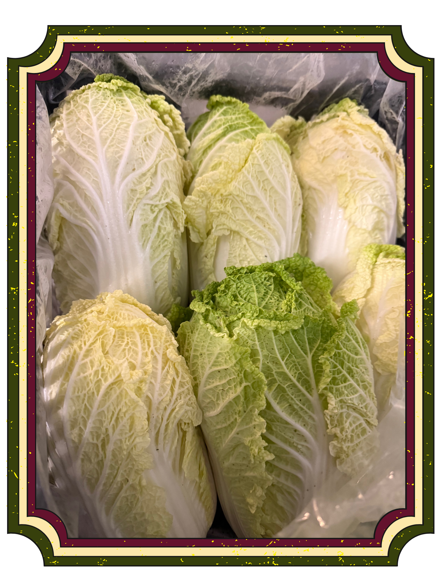 Fresh napa cabbage heads wrapped in plastic.