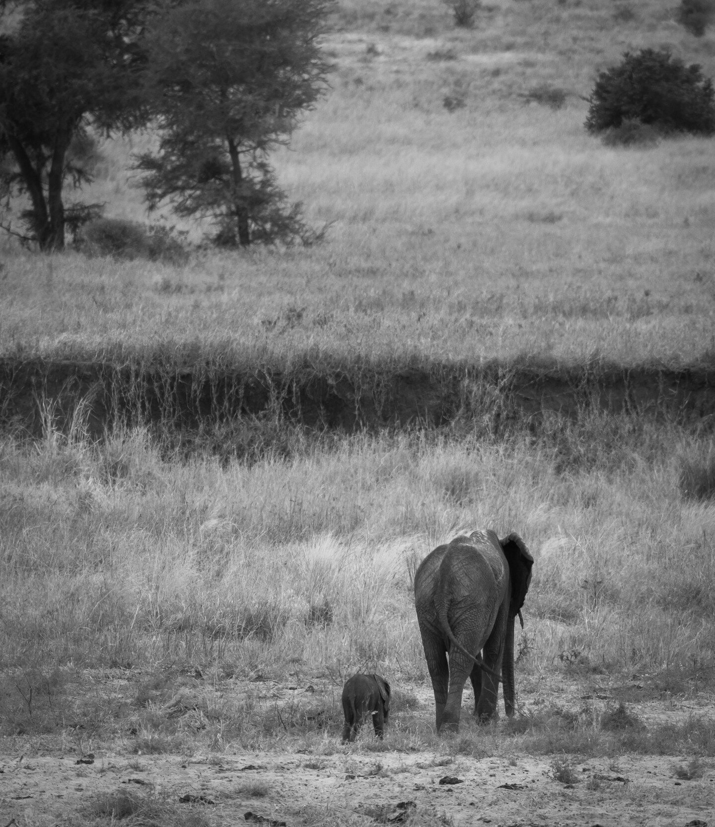 Funny story at the end of this post! 

At the end of the day, we all just want to make a journey with someone special right? This was at the end of the day, so I like to think they were heading home to settle in. Just a very cute moment to see. Of co