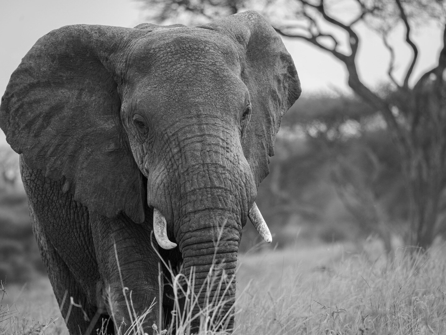 This shot was taken in the #serengeti . Elephants always have the kindest eyes. They seem wise, like they know things in life. Warm, giant but gentle. There's 100% an intelligence there that really connects with you when you see them up close. It was
