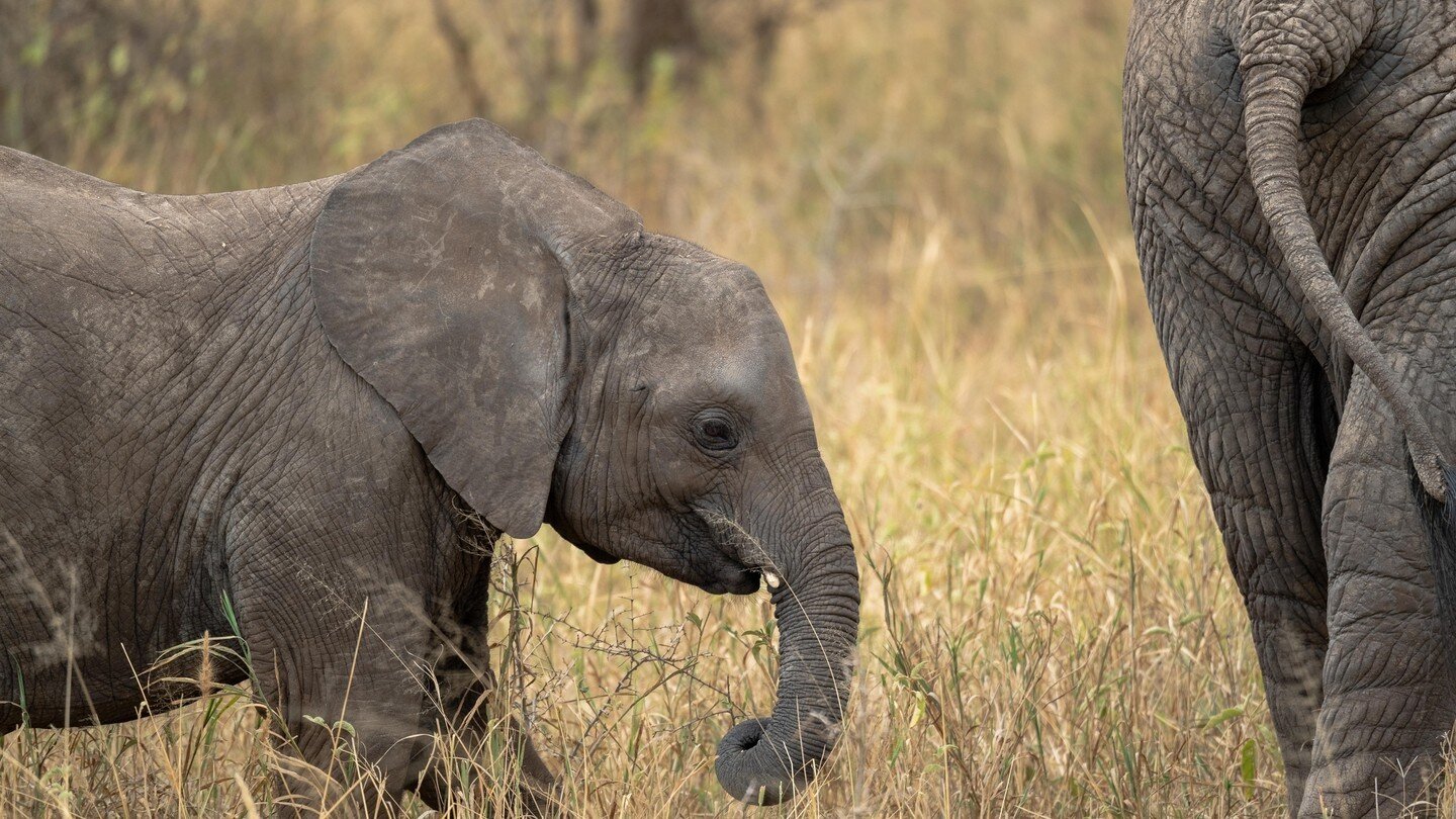 This week we're going to focus on some elephants - and many elephants there are when you're on safari. Big and small. #Tanzania offered an amazing opp to get pretty close to these happy and beautiful creatures. Funny story coming later in the week. S