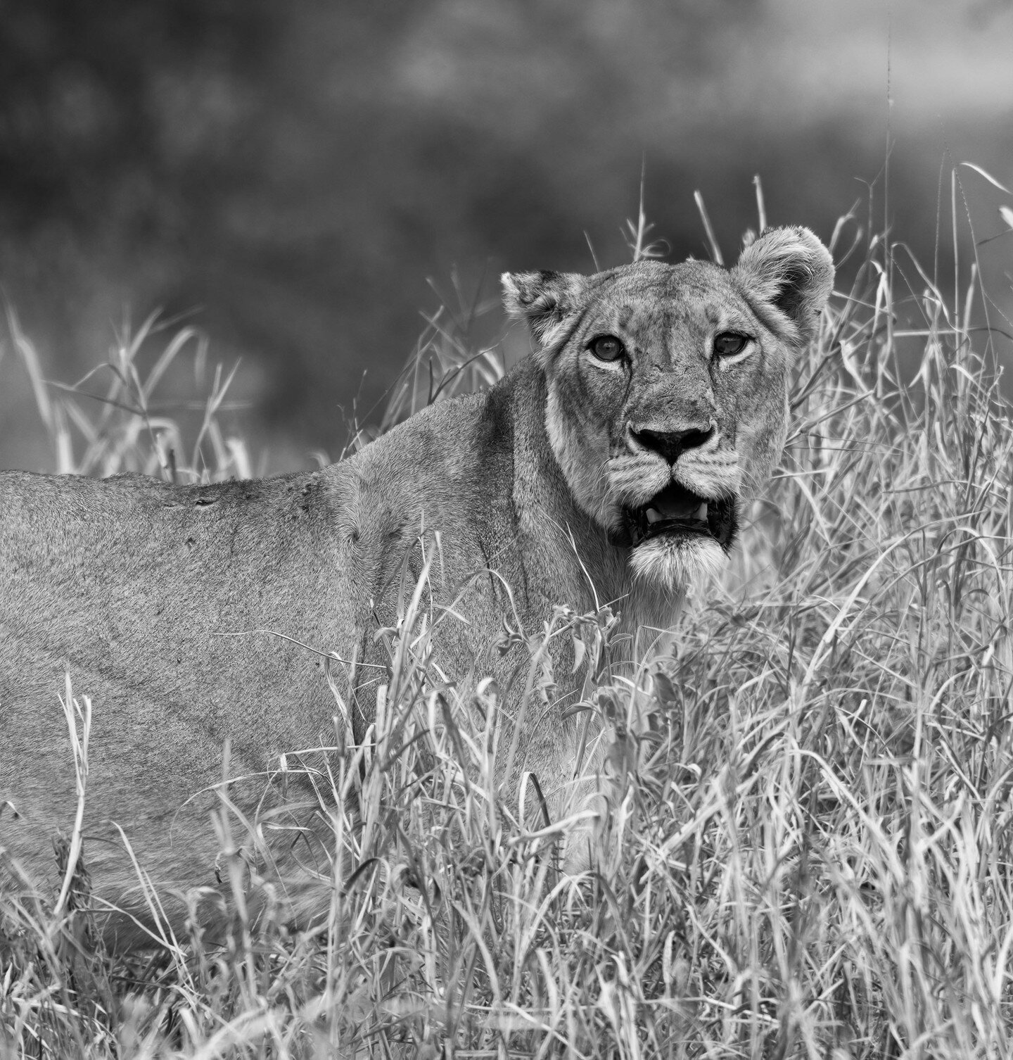 This, is one of my favorite photos I've personally taken. The particular mother lion here has seen some life, I think. Half an ear. Scars on her back. And a face that's oozing personality. When I came across her she was with some of her pride, loungi