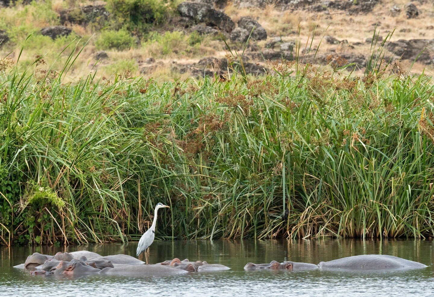 Did you know a group of hippos is often called a &quot;raft&quot;? Always a good thing when a friendly local animal is able to help demonstrate why. 🦛⁠
⁠
*⁠
*⁠
*⁠
#safariinfinity #africansafari #safariphotos #hippos #herron ⁠
#africa #wildlife #wild