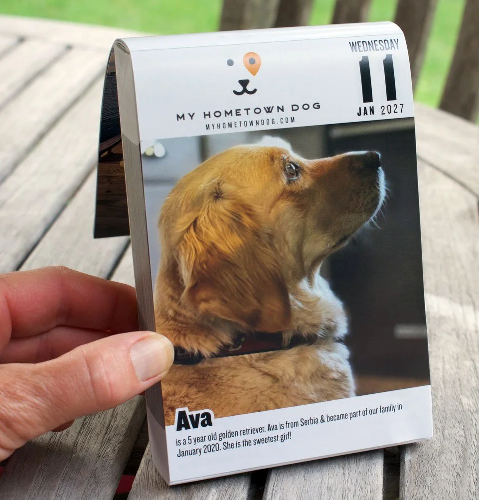 Golden retriever featured in the My Hometown Dog 2027 calendar