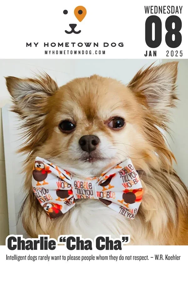 Charlie featured in the My Hometown Dog 2025 calendar