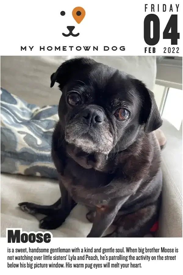 Moose featured in the My Hometown Dog 2022 calendar.
