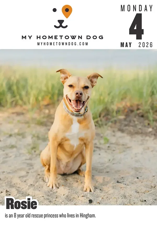 Rosie featured in the My Hometown Dog 2026 calendar