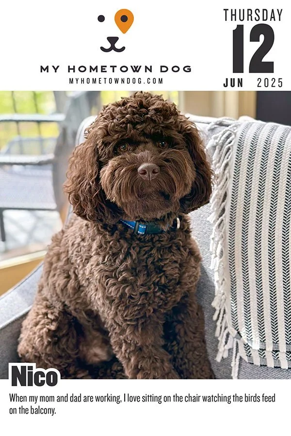Nico featured in the My Hometown Dog 2025 calendar