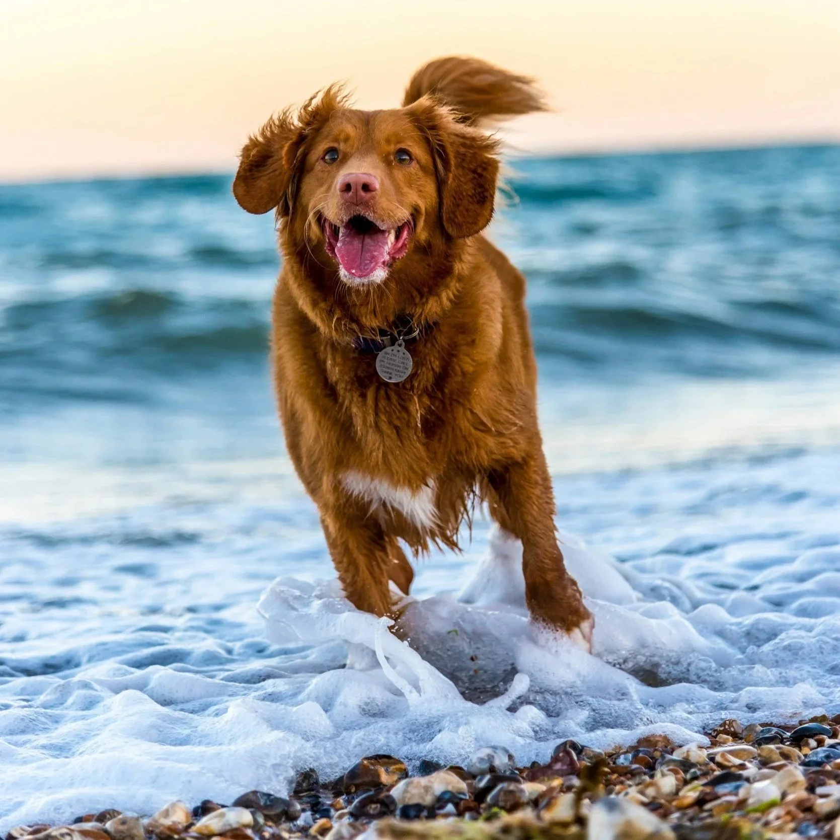 Golden retriever running in the water at the beach