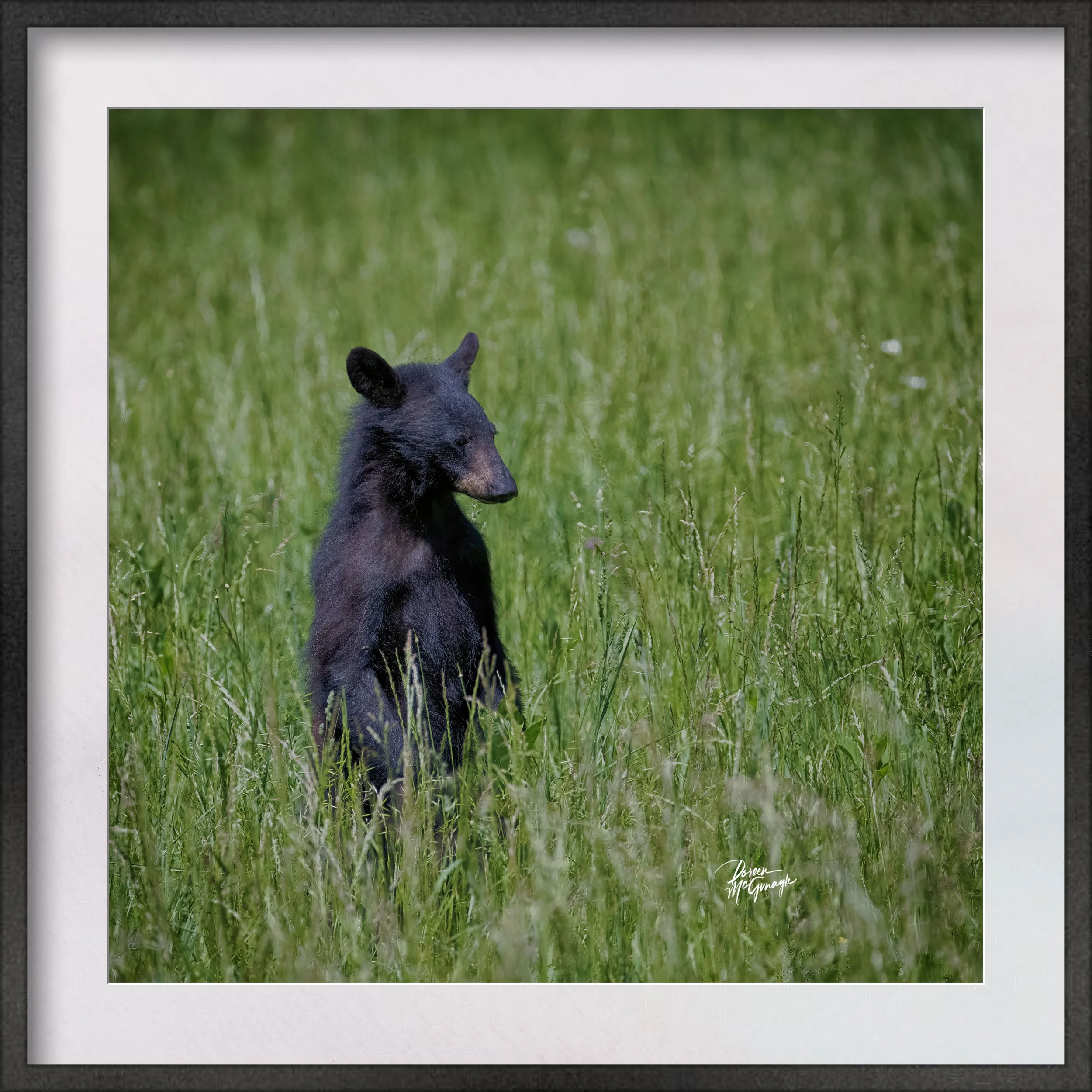 GSMNP_4327_07 c2026 matted.jpg