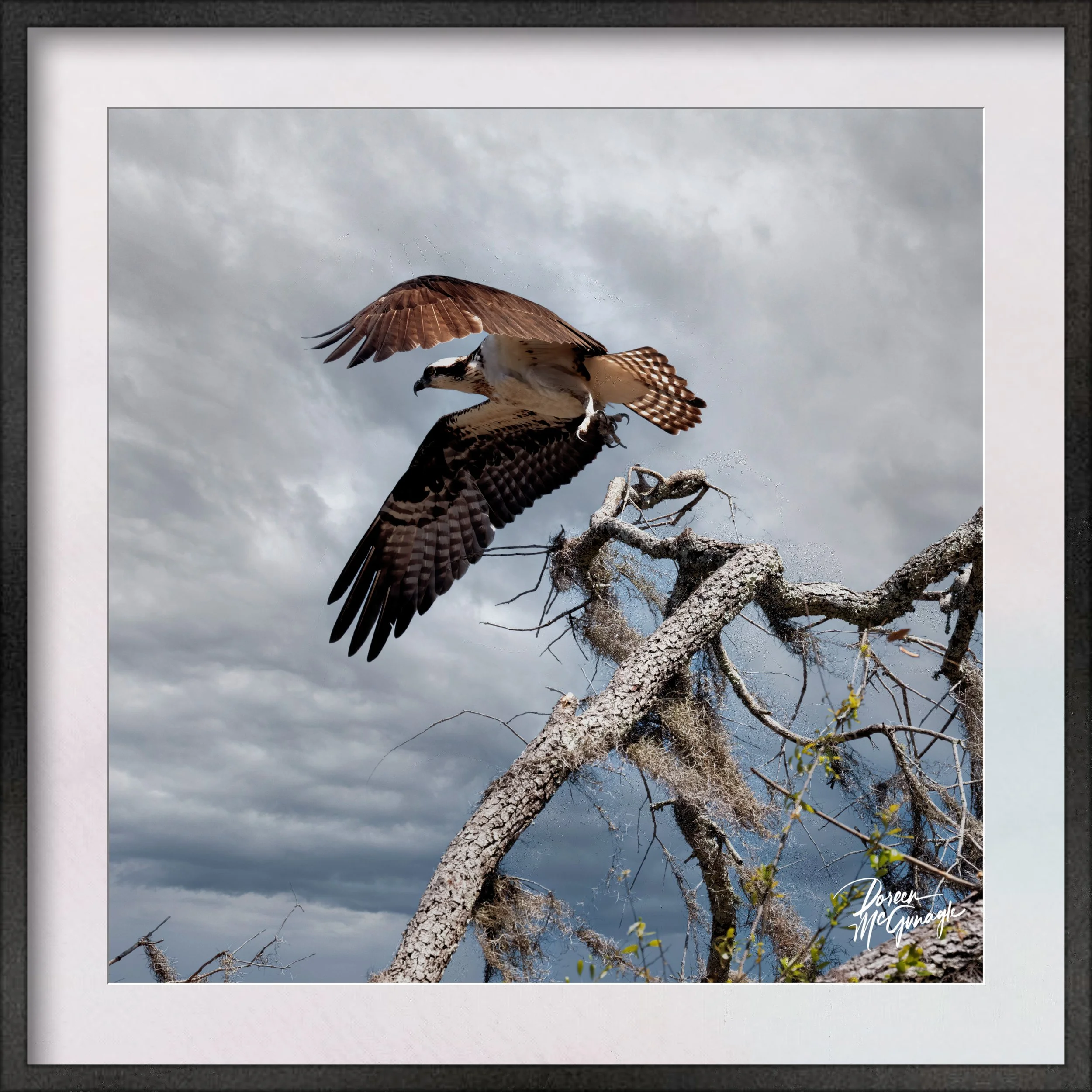 GA_5133_06 c2024 Framed.jpg