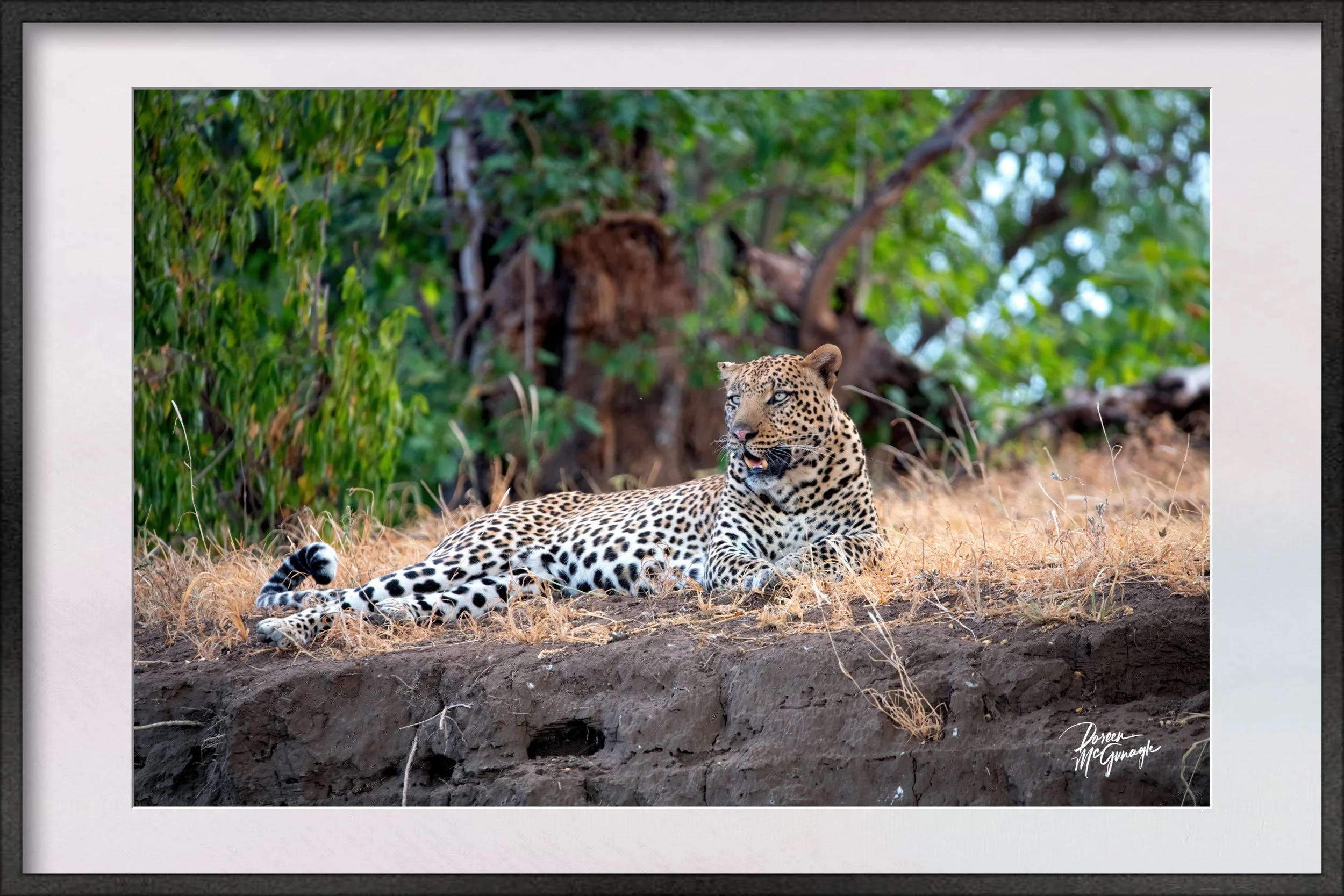 Botswana_1449_55 c2024 Framed.jpg