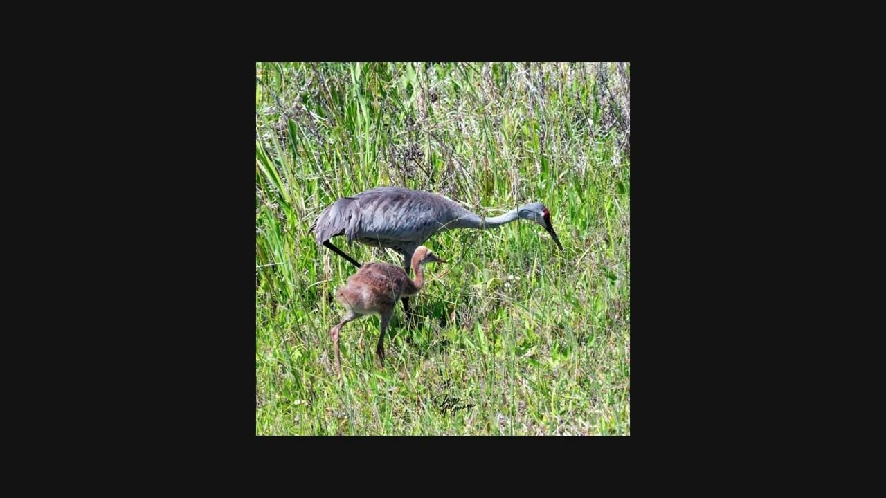 Witness the elegance and devotion of Florida&rsquo;s non-migratory Sandhill Cranes during their peak breeding season&mdash;late February through March. These graceful birds mate for life and return each year to raise their young in the heart of Flori