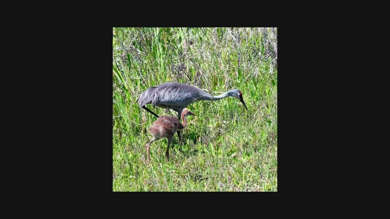 Witness the elegance and devotion of Florida&rsquo;s non-migratory Sandhill Cranes during their peak breeding season&mdash;late February through March. These graceful birds mate for life and return each year to raise their young in the heart of Flori