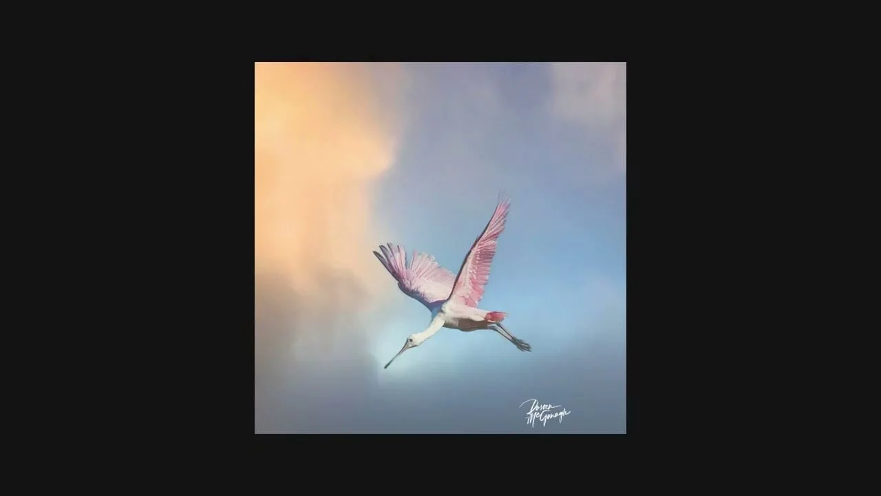 🌿✨ A splash of pink in the wild... and a powerful reminder of what's at stake.

Discover the grace and resilience of the Roseate Spoonbill through the lens of award-winning fine art nature photographer, Doreen McGunagle. Her latest YouTube video tak
