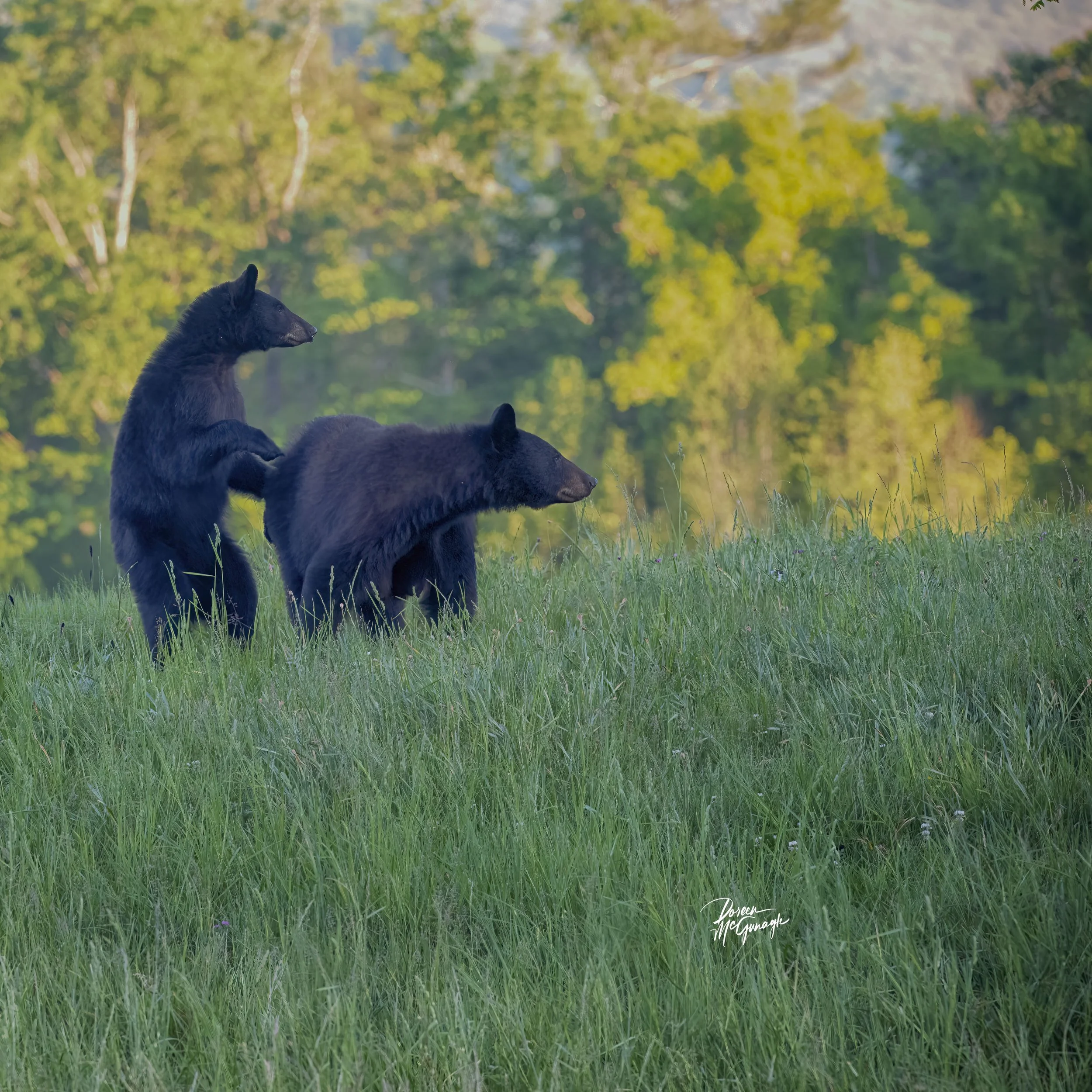 Gentle Bonds of the Smoky Wild Fine Art Wildlife Photography by Doreen McGunagle