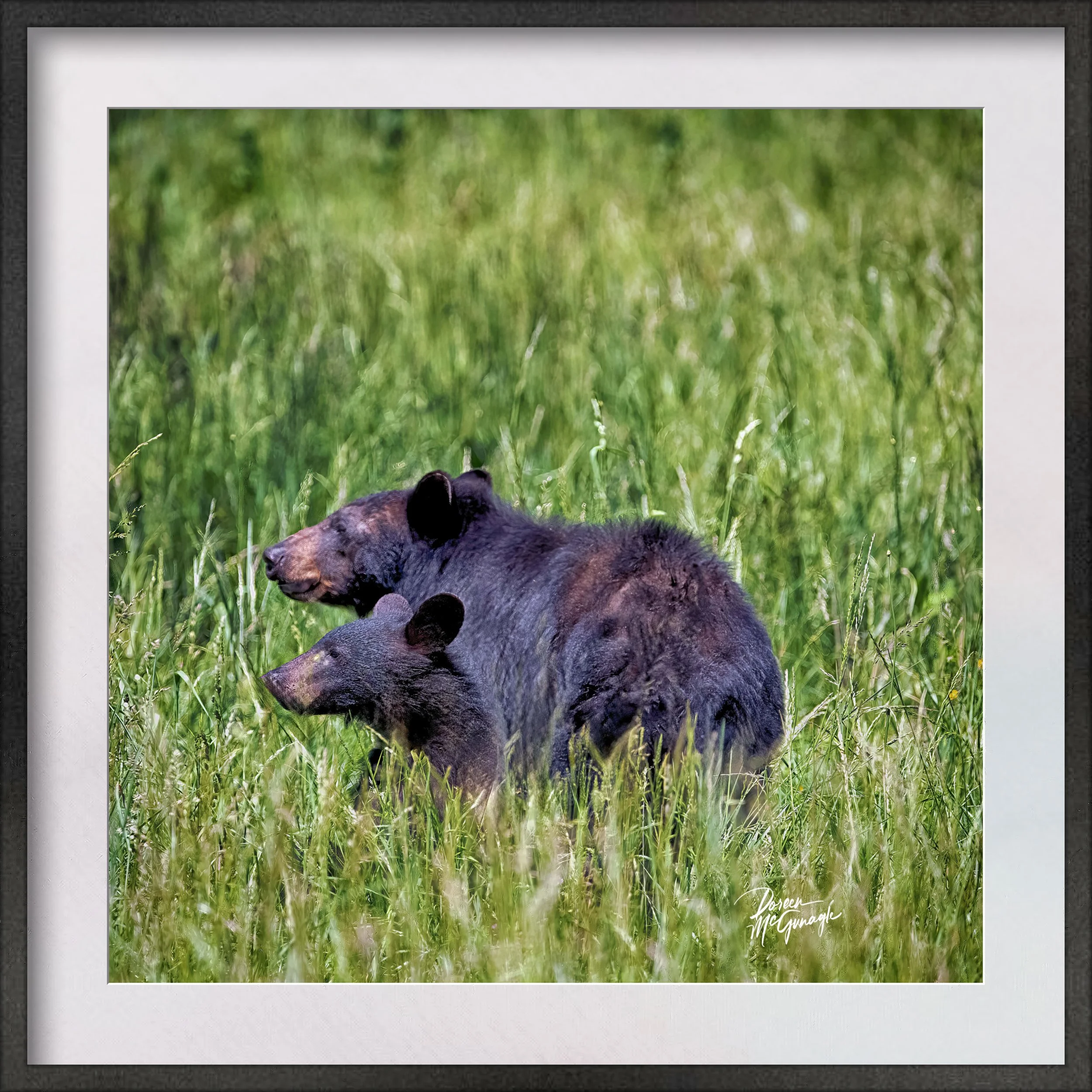 GSMNP_4332_08 c2026 matted.jpg