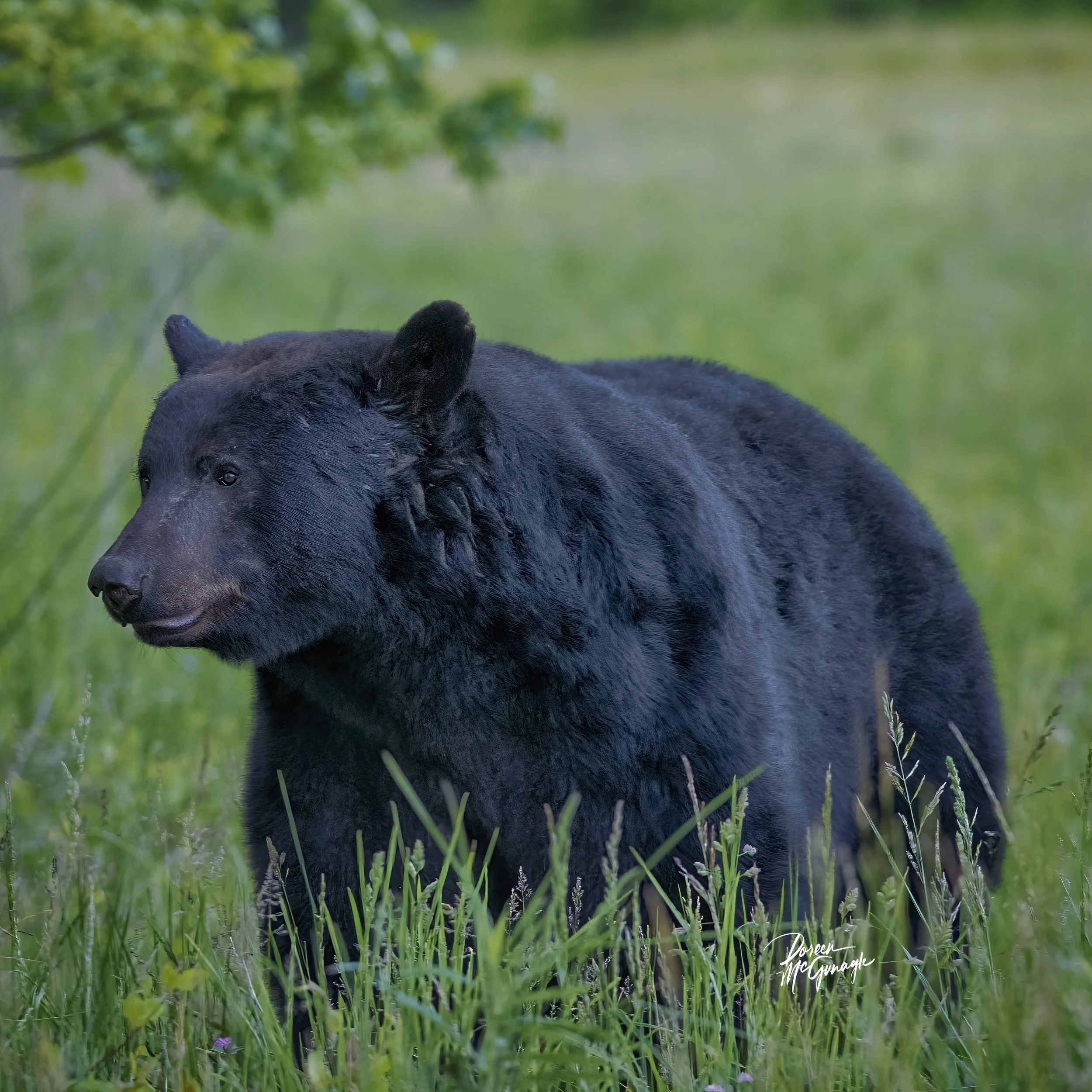 Silent Guardian of the Green Expanse | Black Bear Fine Art Print