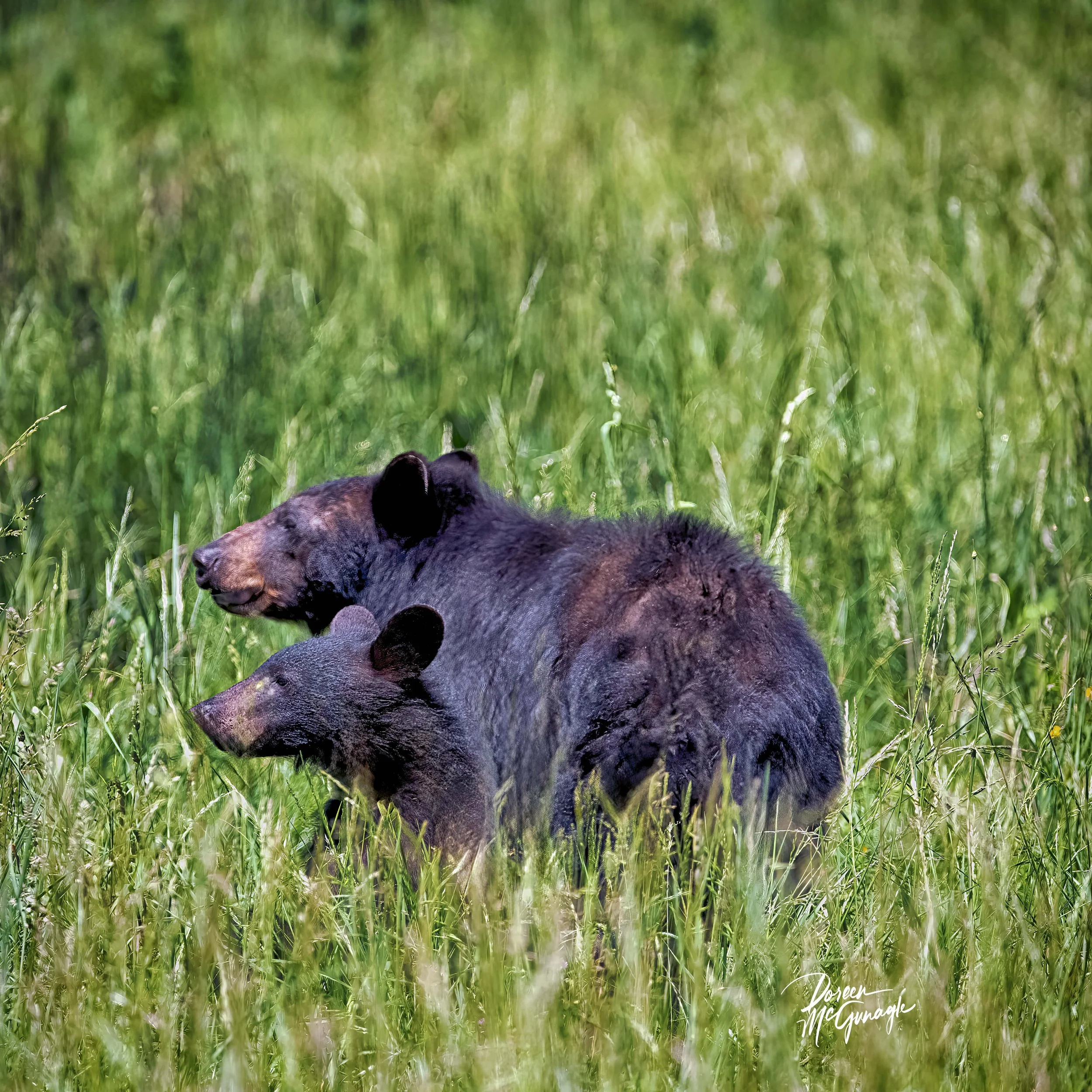 GSMNP_4332_08 c2026.jpg